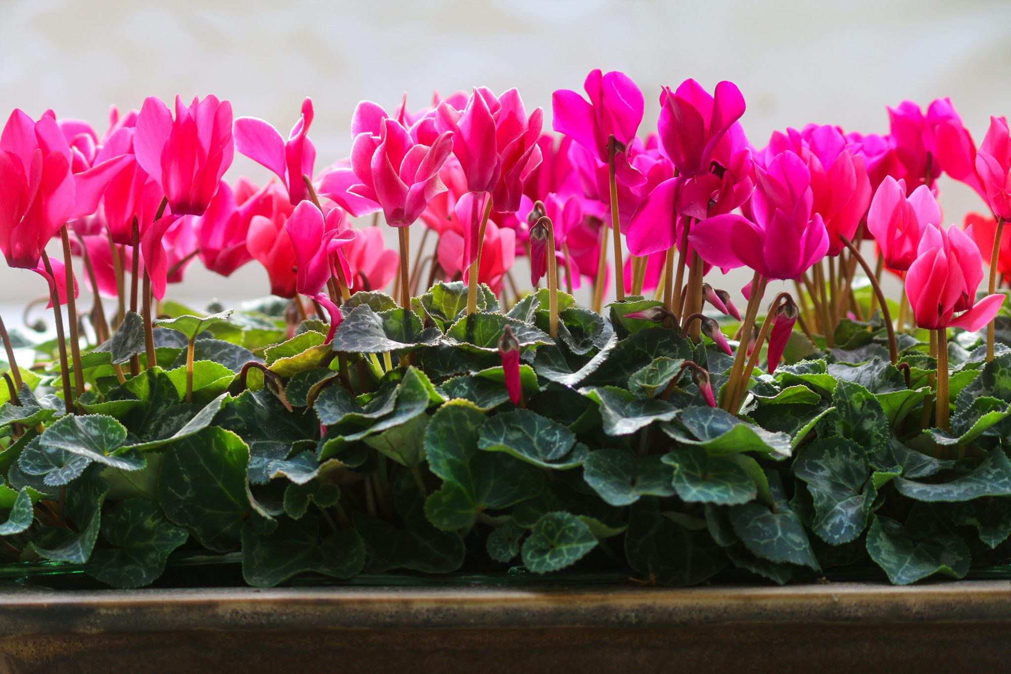 Cyclamen