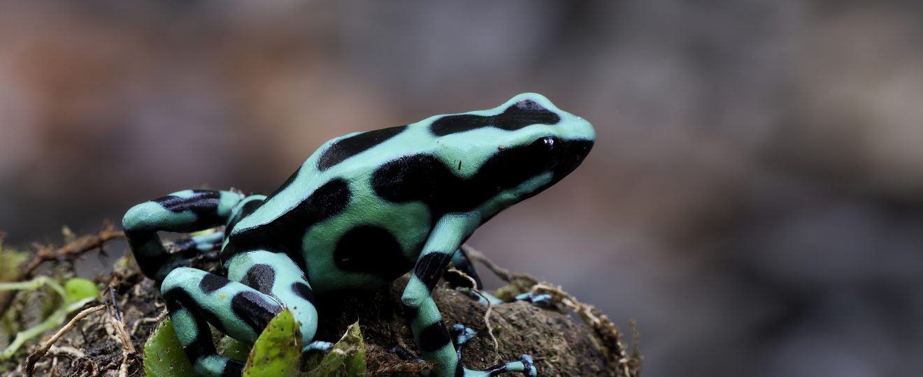 Grenouille Dendrobate Auratu