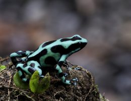 Grenouille Dendrobate Auratu