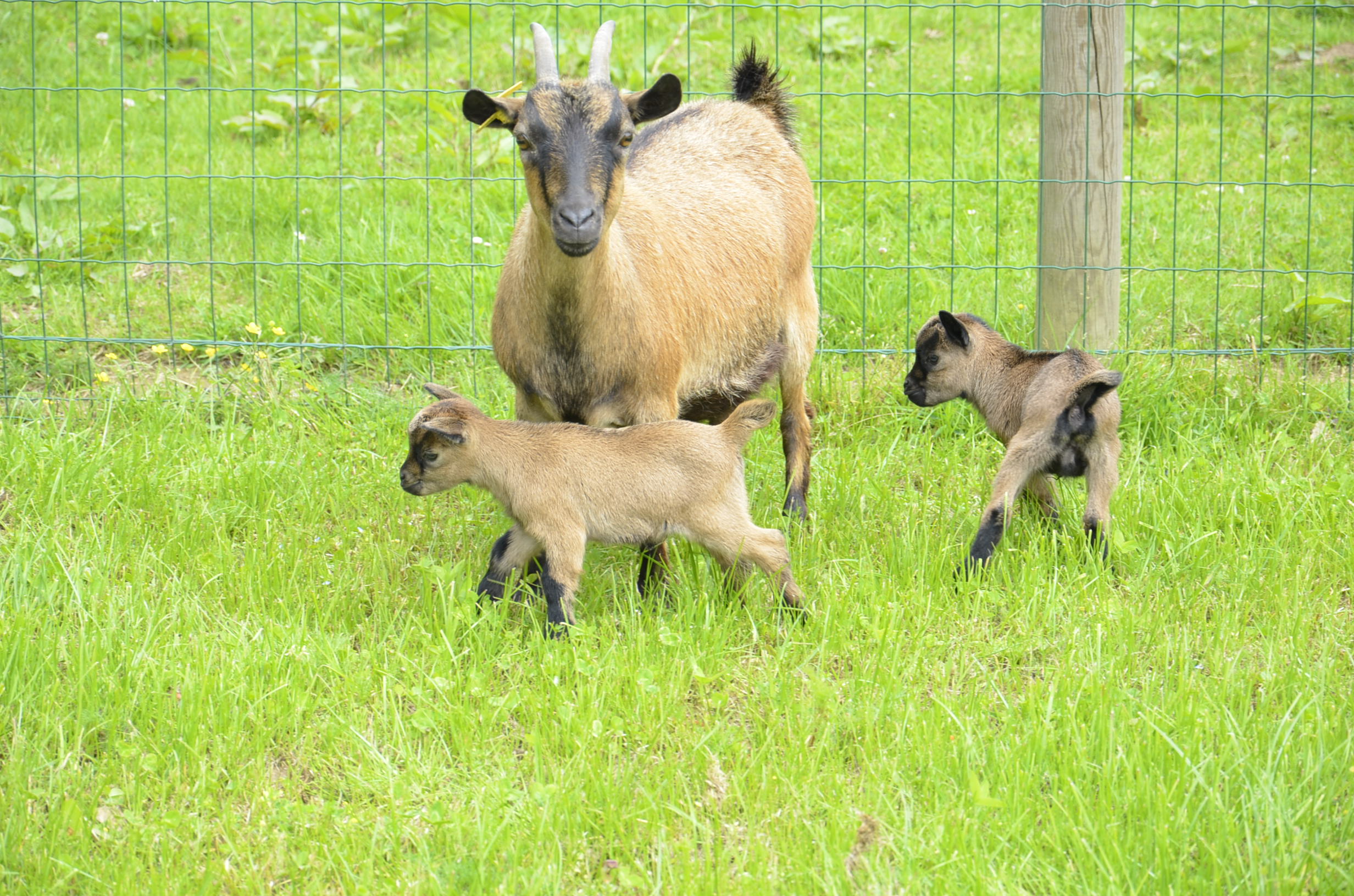 LA CHEVRE NAINE 