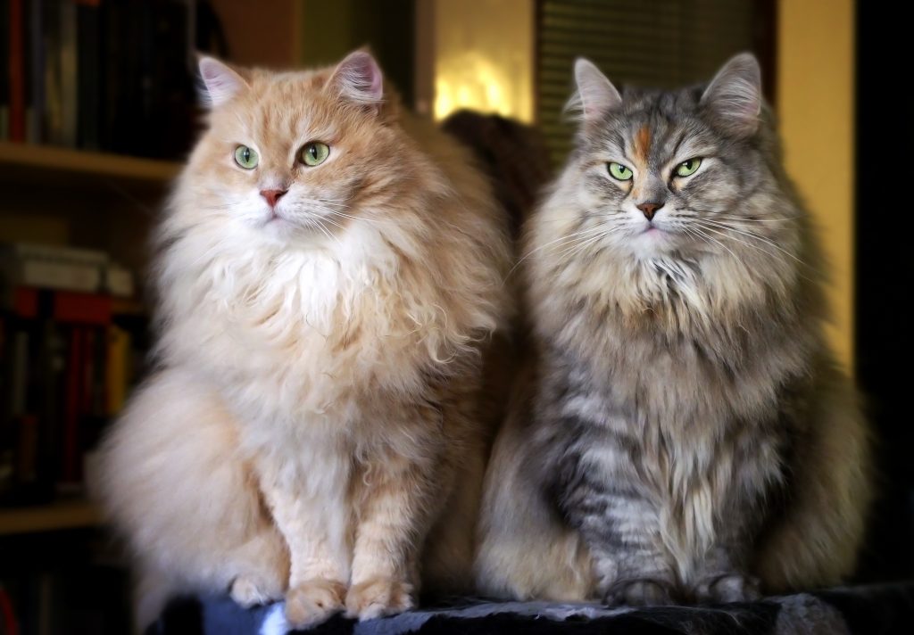 2 chats Sibérien assis