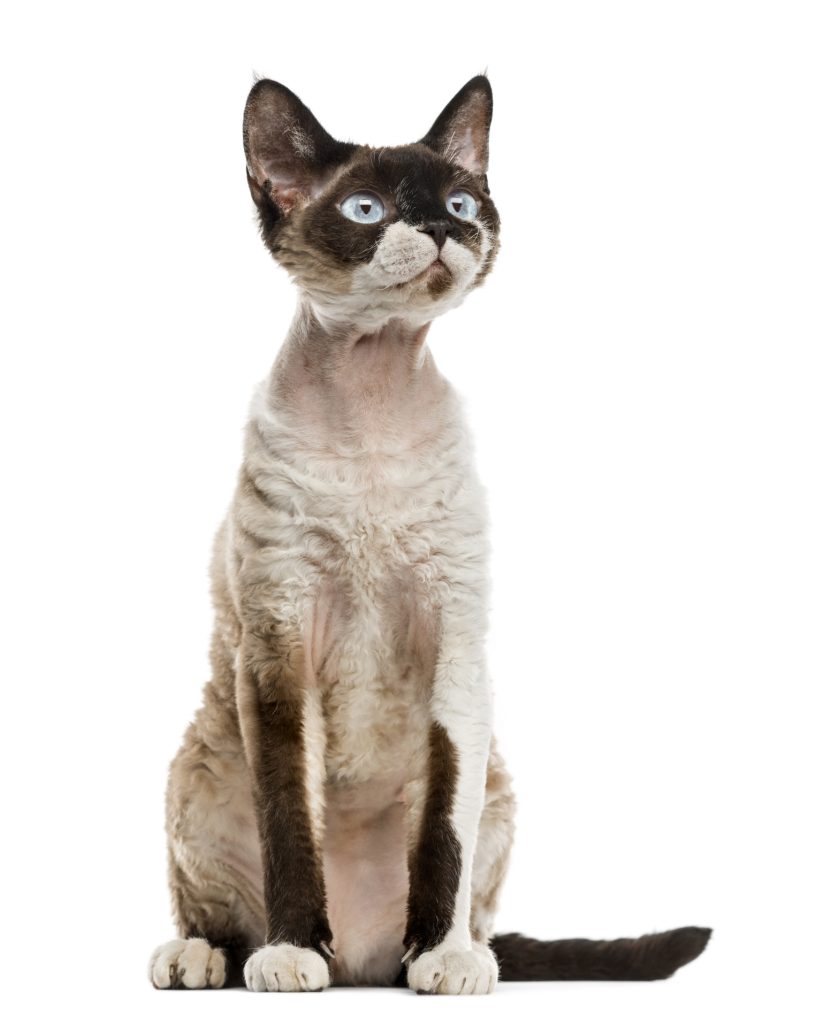 Devon Rex assis sur fond blanc