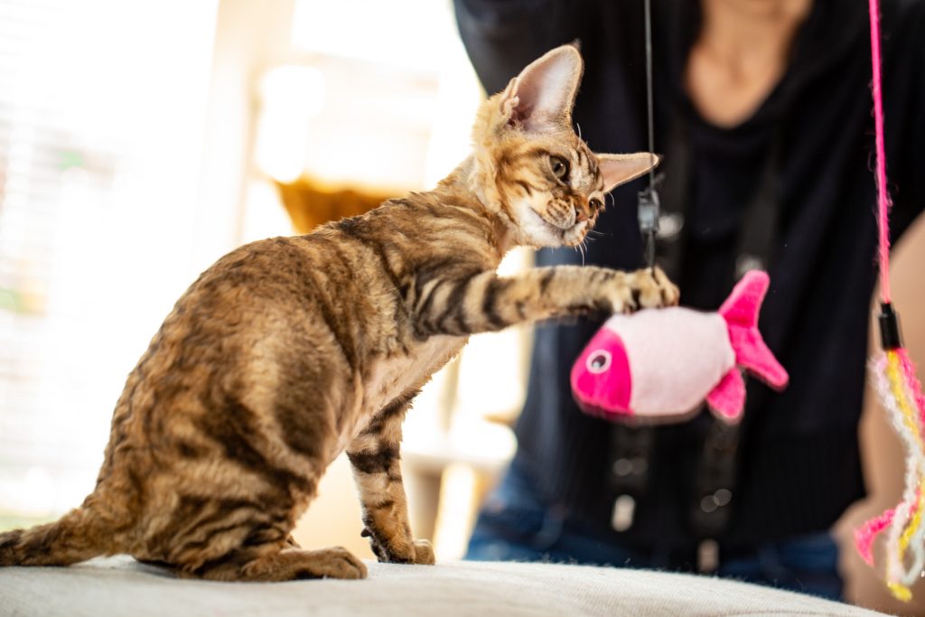 Devon Rex qui joue