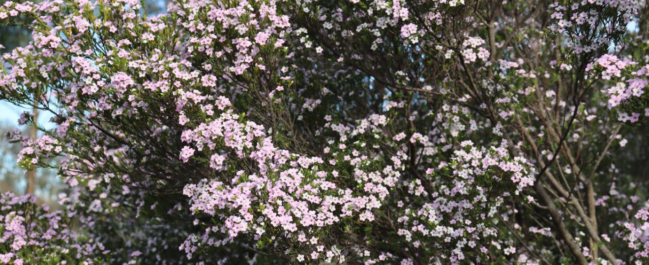 Diosma