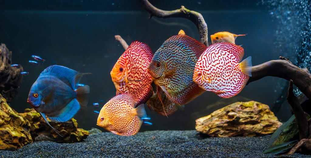 Den Discus LE DISCUS