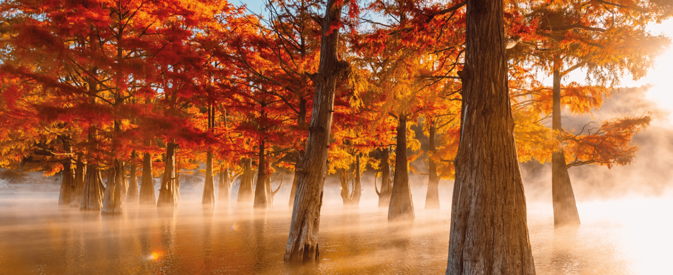 Dix arbres et arbustes pour sols immergés l'hiver