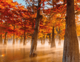 Dix arbres et arbustes pour sols immergés l'hiver