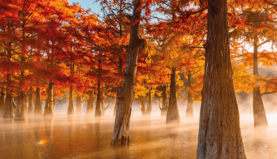 Dix arbres et arbustes pour sols immergés l'hiver