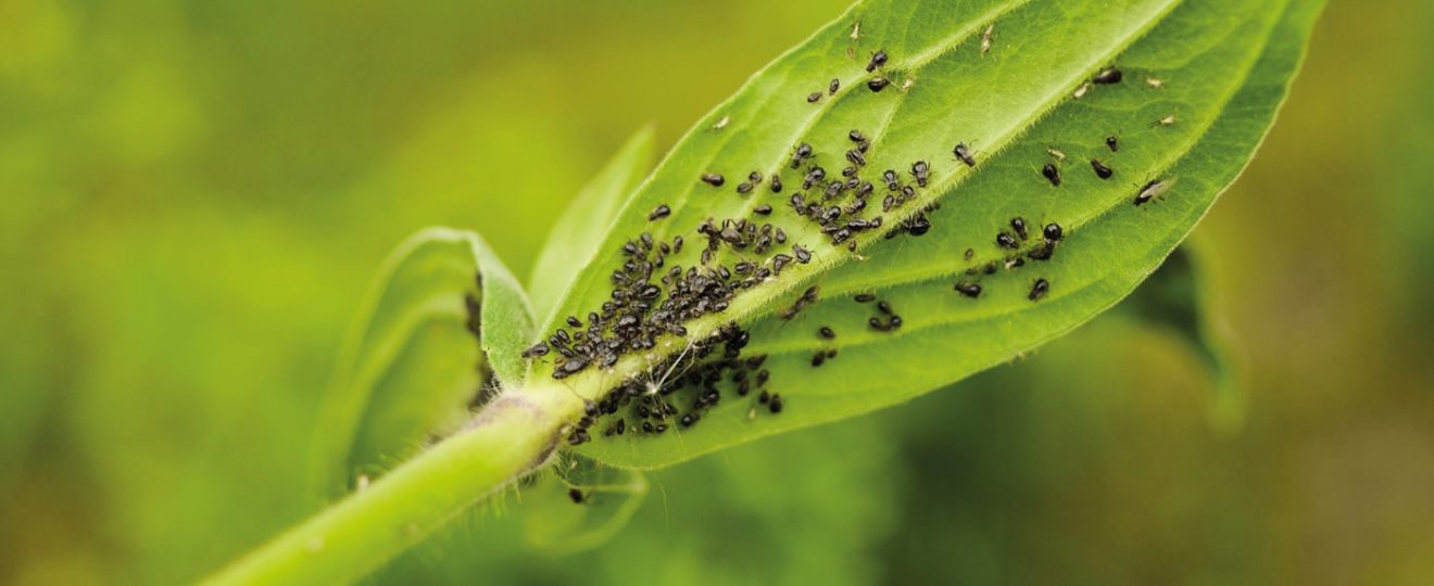 Dix moyens de lutte naturelle contre les pucerons