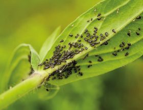 Dix moyens de lutte naturelle contre les pucerons