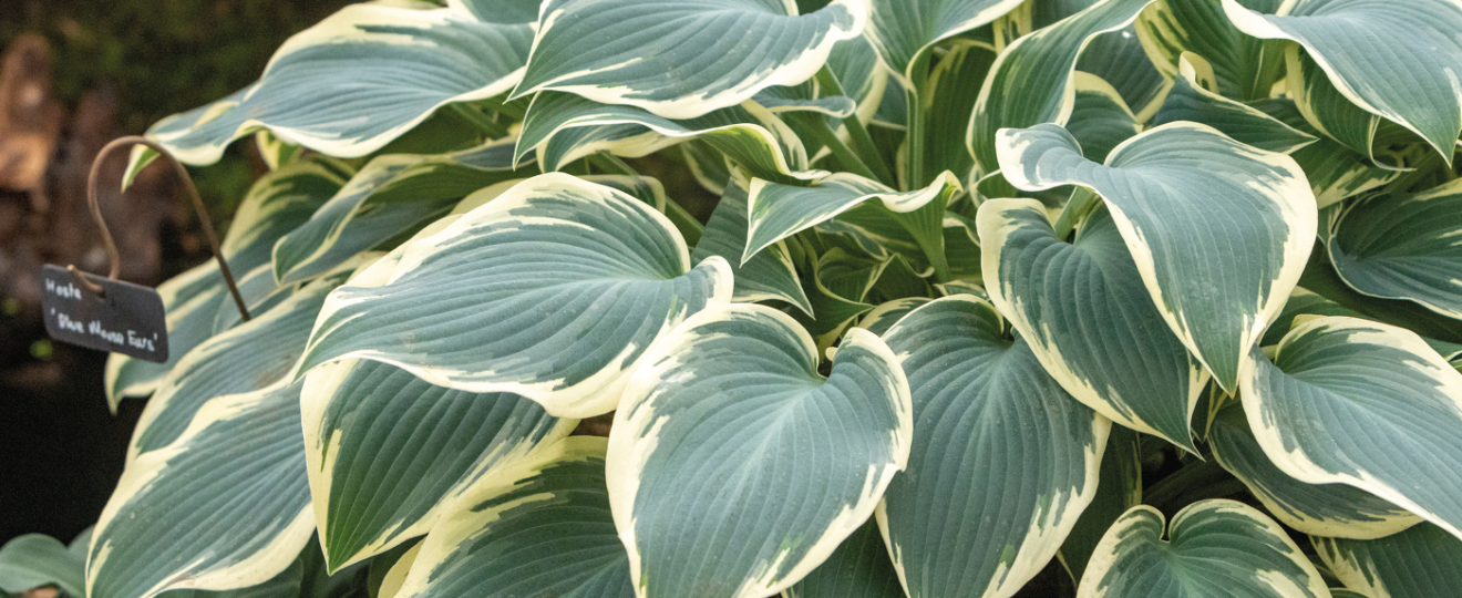 Dix plantes à feuillage panaché blanc