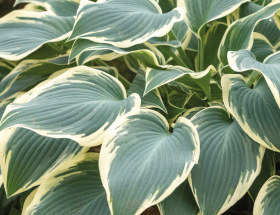 Dix plantes à feuillage panaché blanc