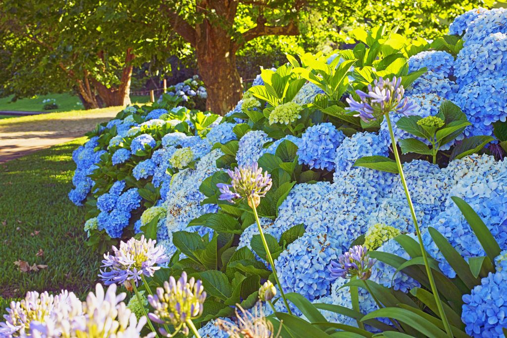 Le Jardin Bleu Long Outer