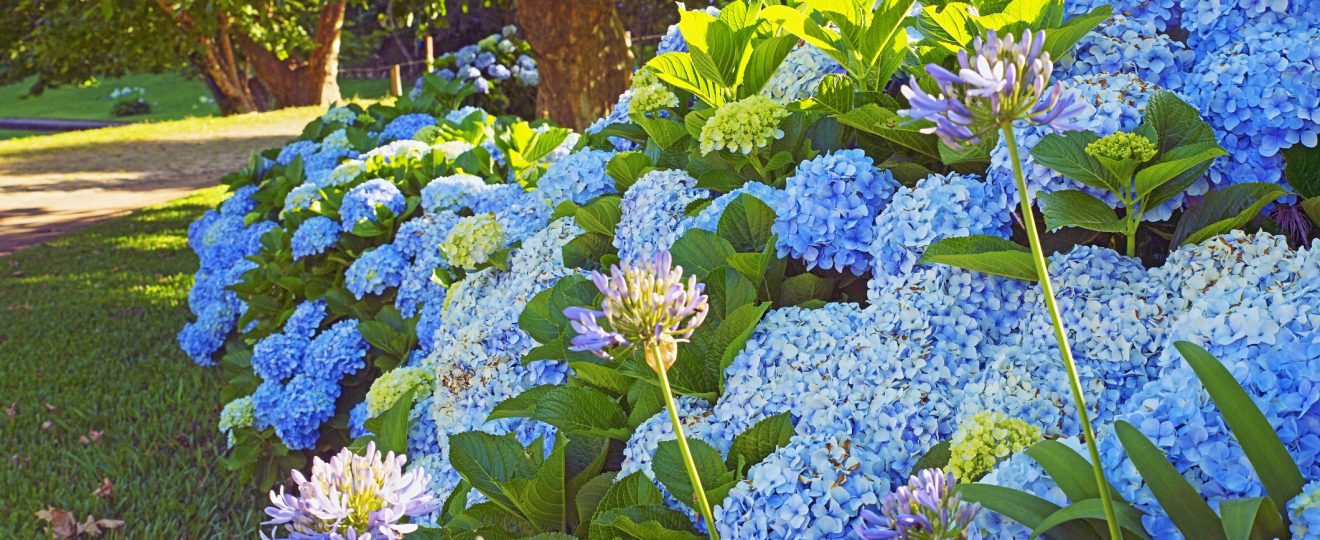 Dix plantes pour un jardin bleu