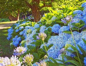 Dix plantes pour un jardin bleu