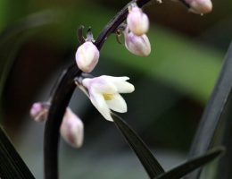 Dix plantes pour un jardin noir