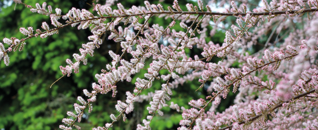 Dix plantes résistantes au vent