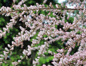 Dix plantes résistantes au vent