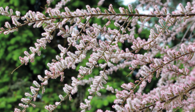 Dix plantes résistantes au vent