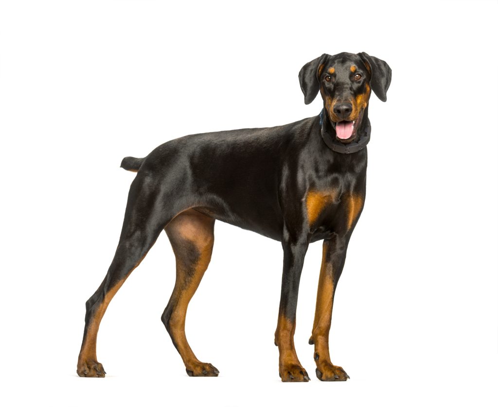 Dobermann debout fond blanc