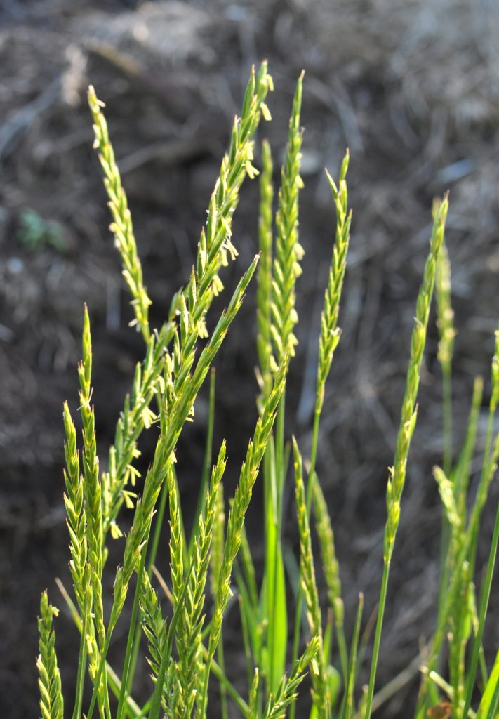 Plante grasse Elymus repens Chiendent