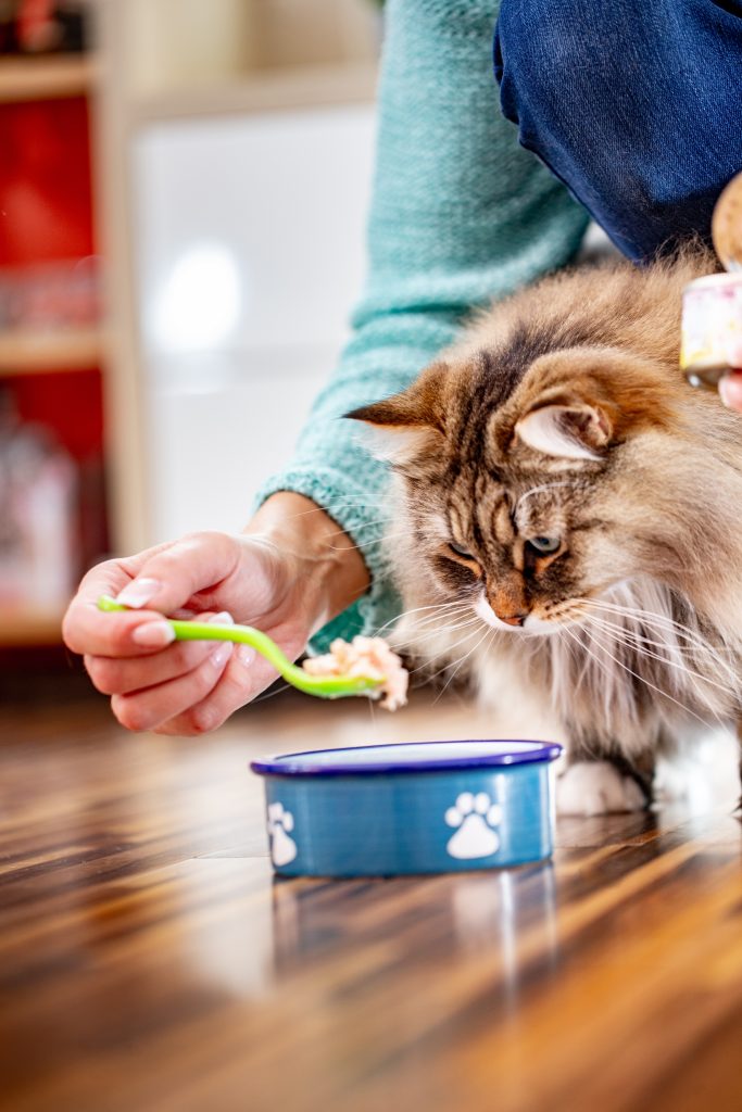 Chat sibérien qui attend à côté de sa gamelle sa nourriture