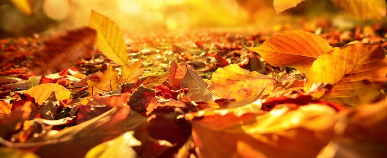 Que faire des feuilles mortes ?