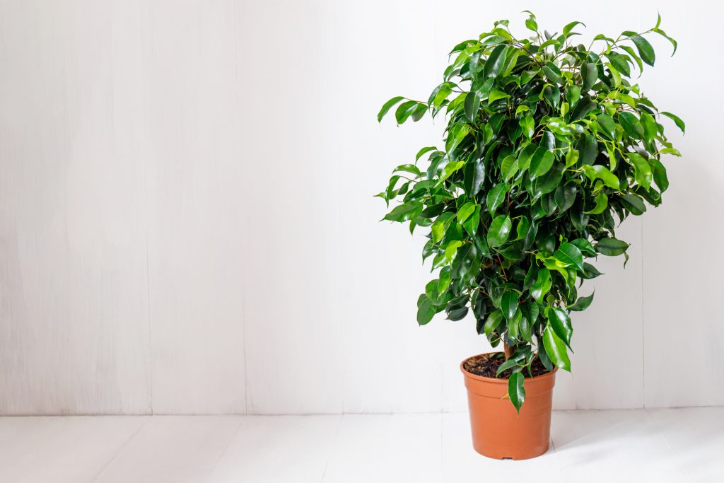 Plante ficus benjamina dans un pot contre un mur