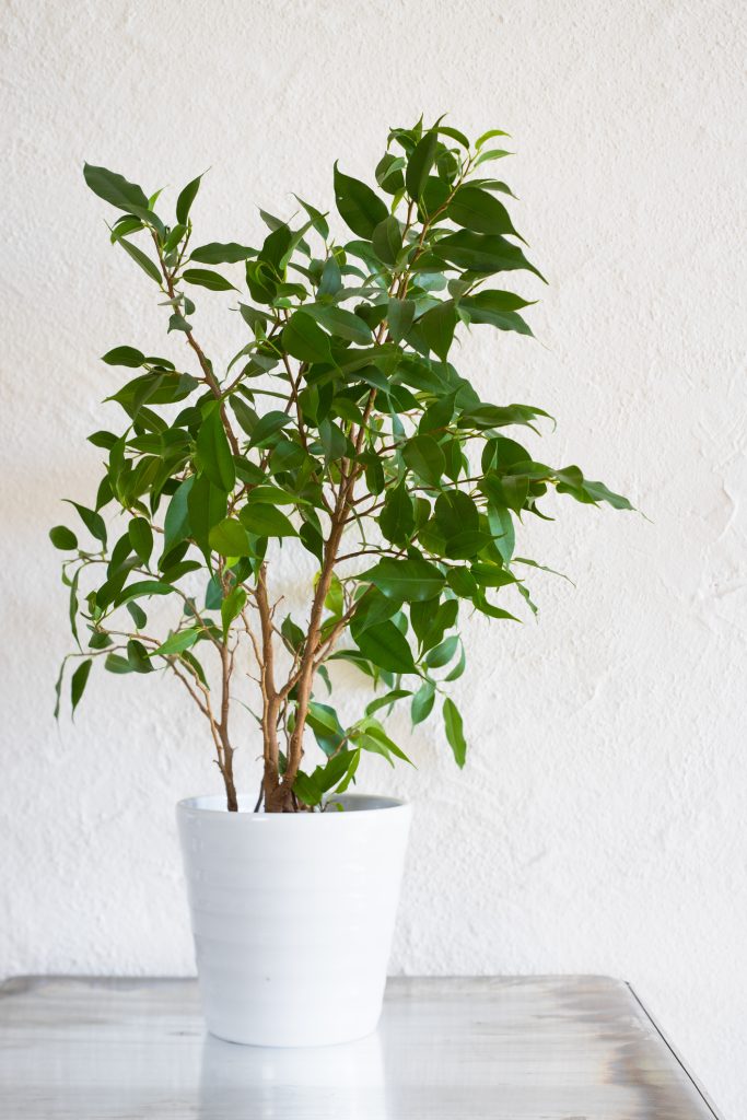 Ficus benjamina panaché