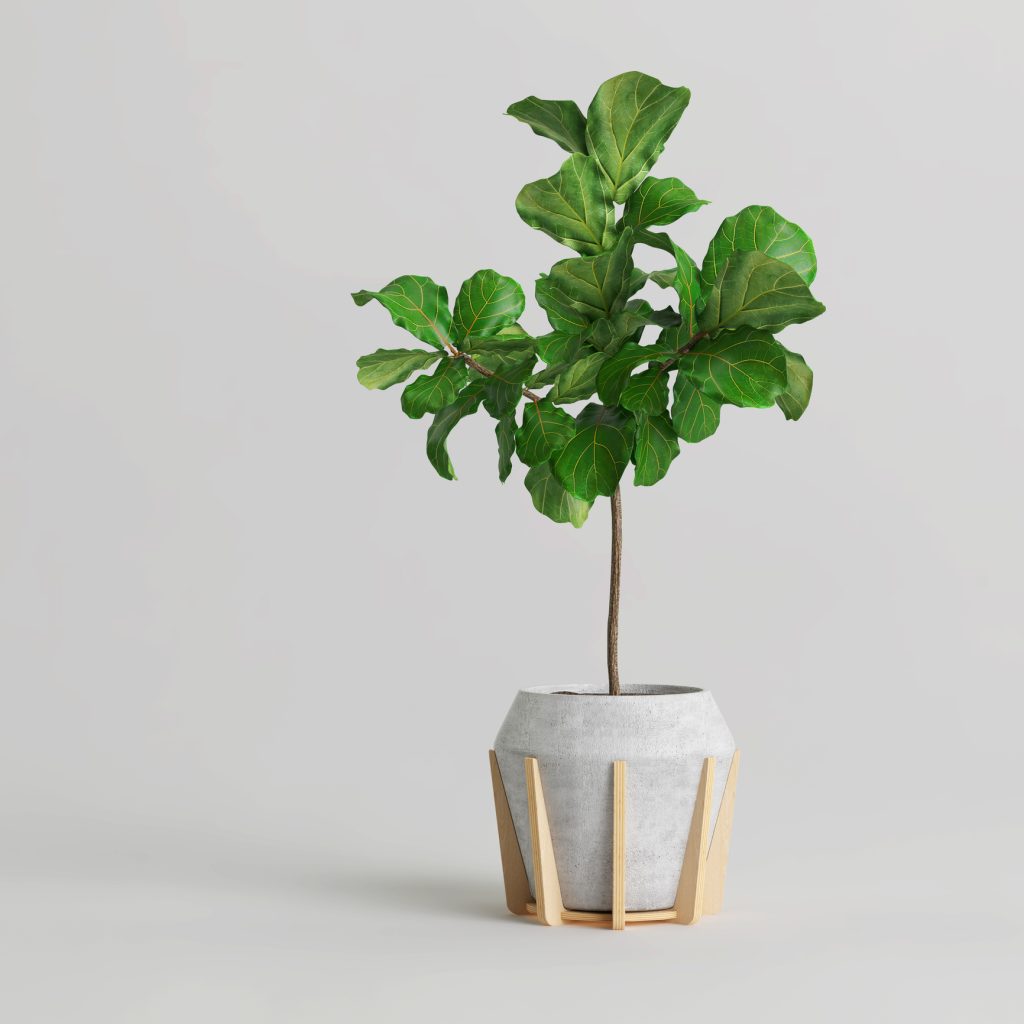 Ficus everest