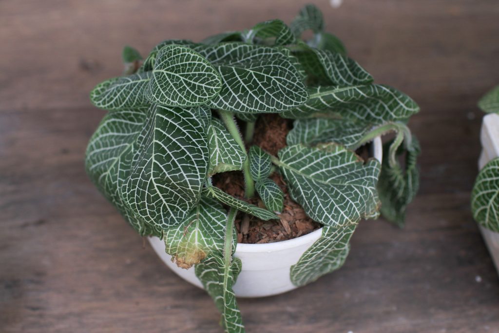 Plante fittonia avec feuilles abimées