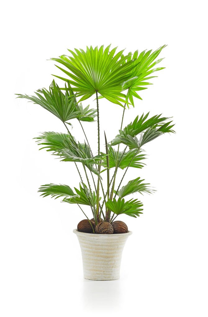 Livistona dans un pot sur fond blanc