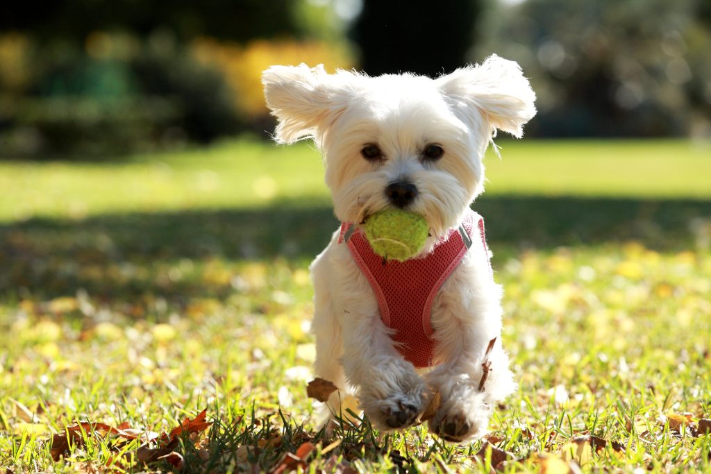 Bichon maltais qui court dans l'herbe avec une balle dans la gueule