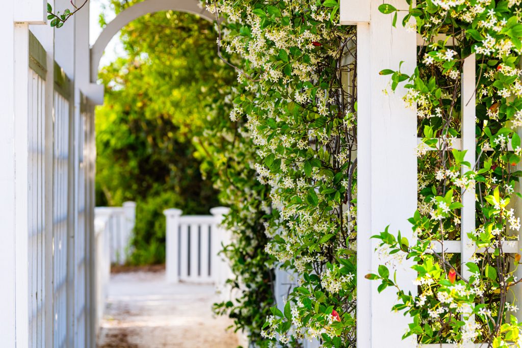 Jasmin sur une pergola en bois blanc