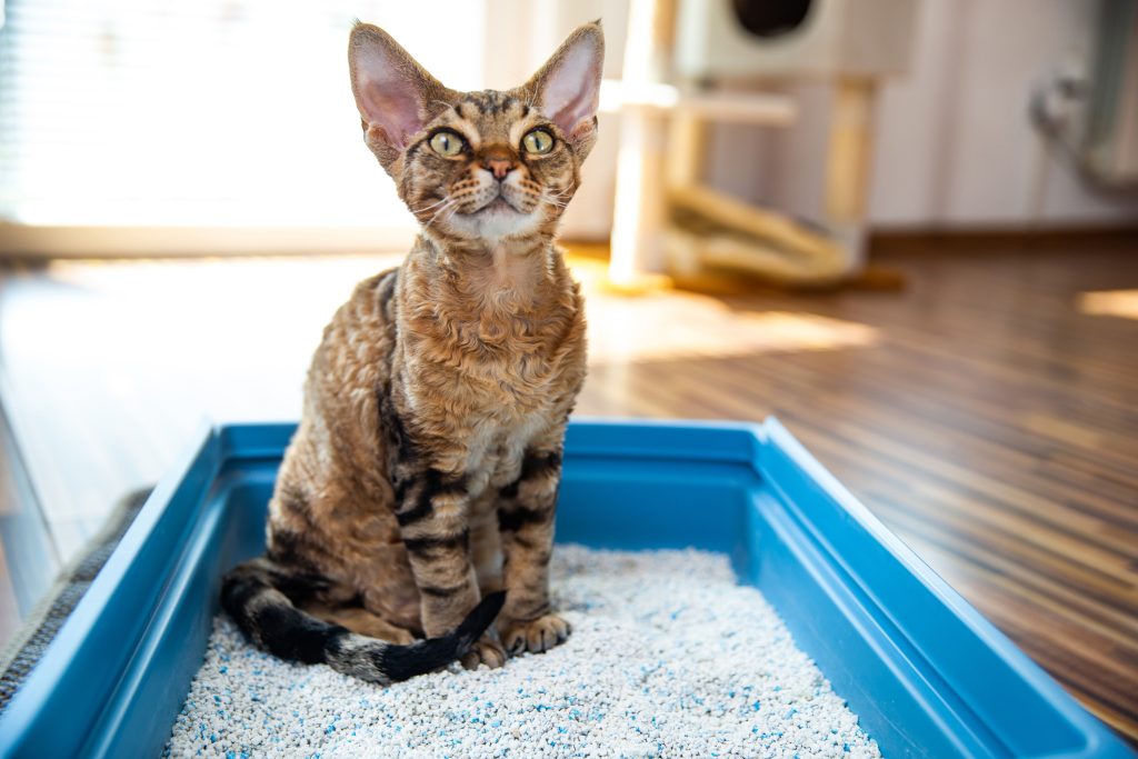 devon Rex dans sa litière