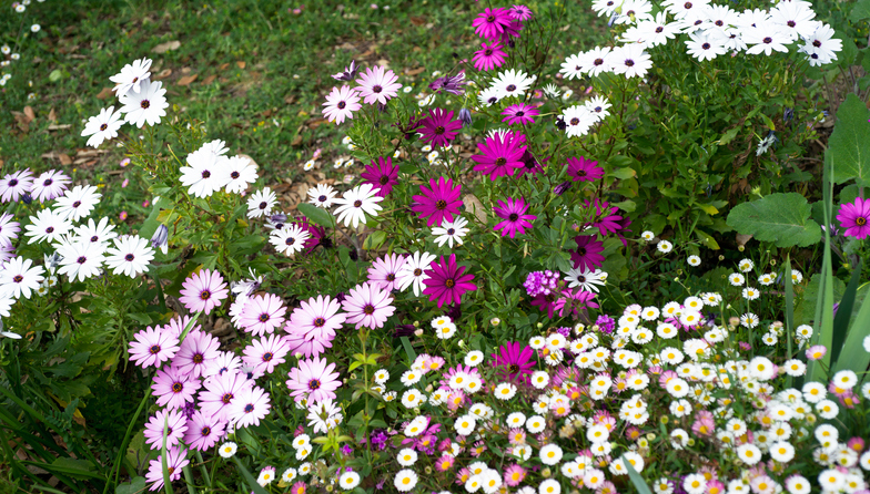 Osteospermum