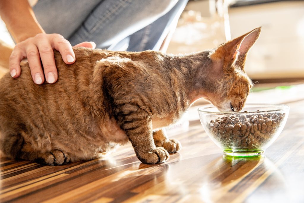Devon Rex qui mange des croquettes