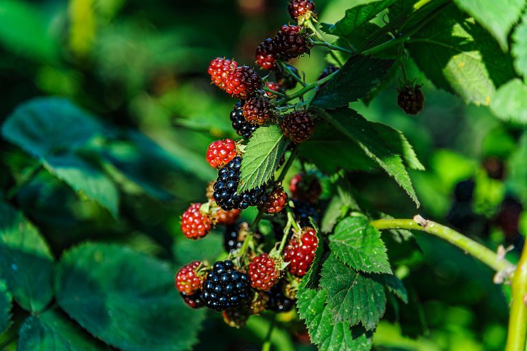Arbuste à Fruits Comestibles