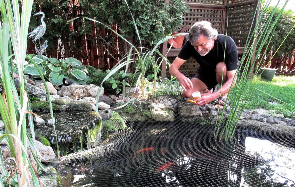 Peupler différemment un bassin de jardin