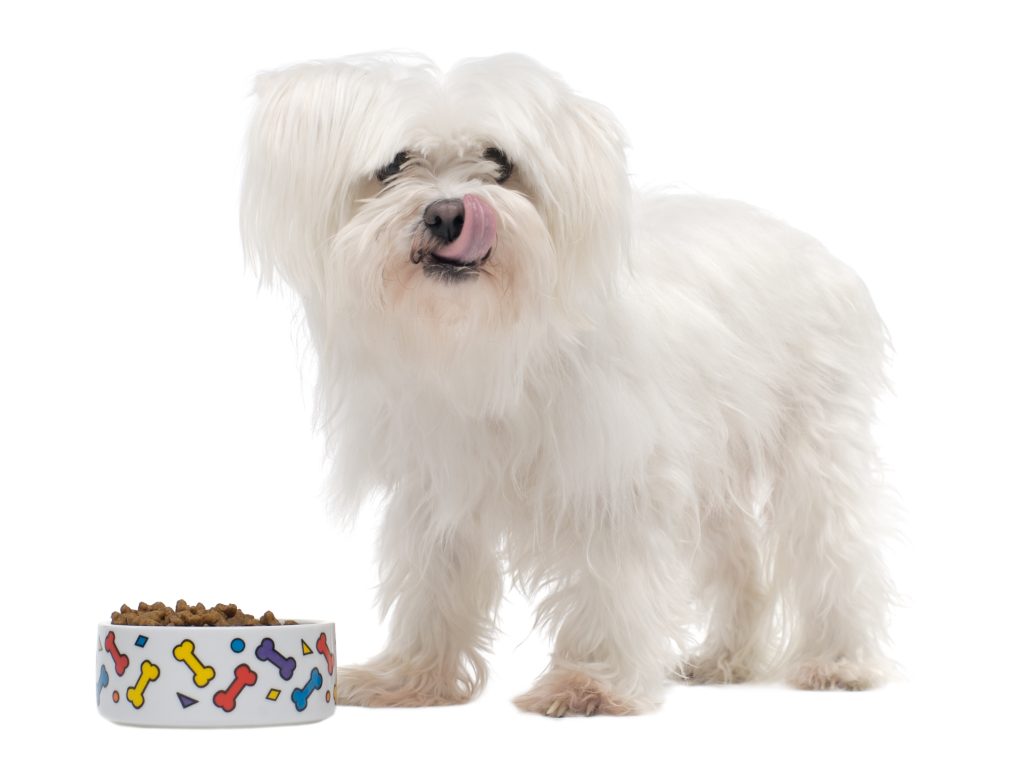 Bichon maltais qui mange dans une gamelle avec des os colorées sur un fond blanc