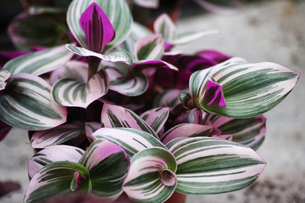 Gros plan sur les feuilles d'un Tradescantia zebrina
