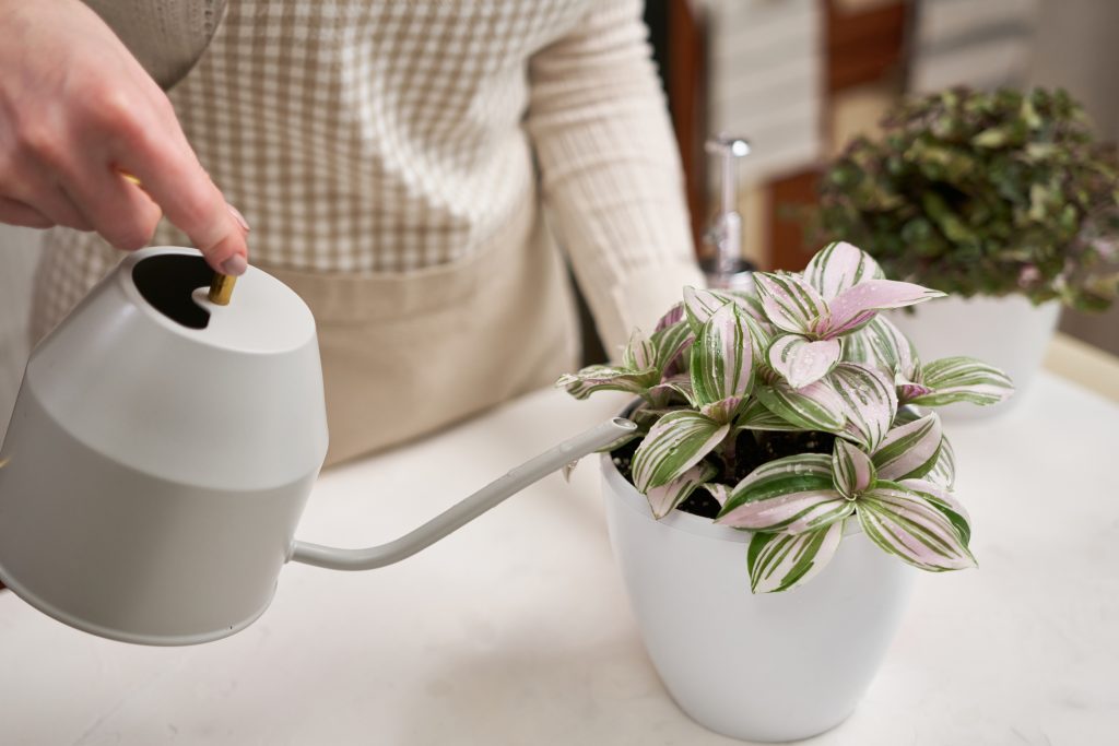 Arrosage d'un Tradescantia zebrina