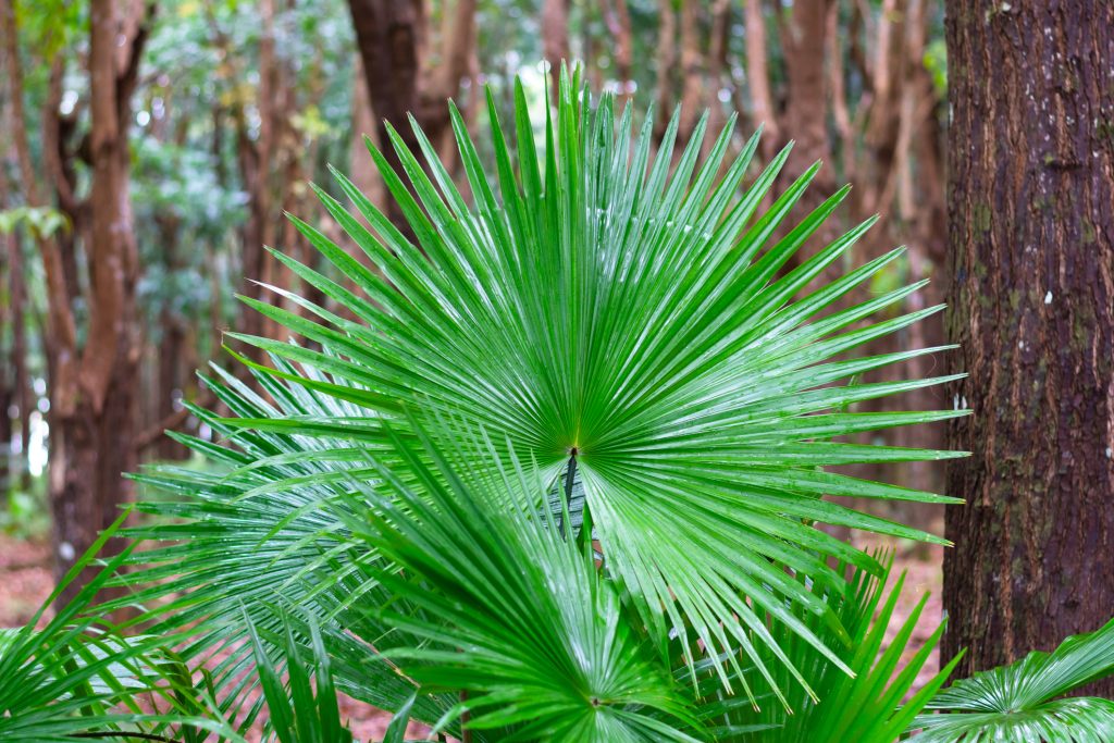 Livistona dans une forêt tropical