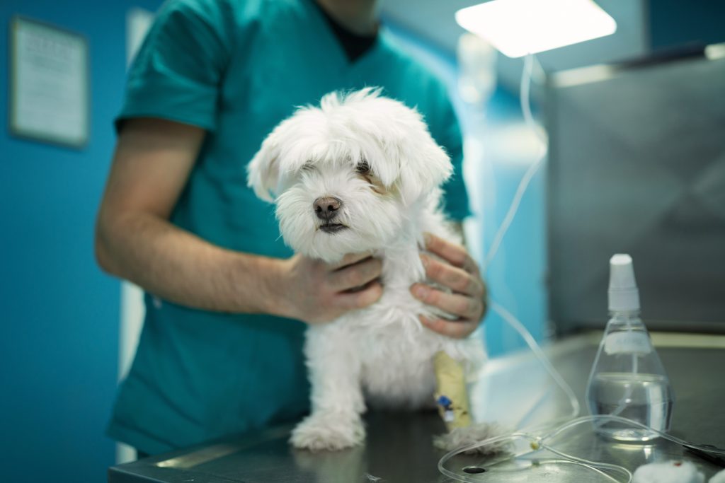 Bichon maltais avec une perfusion chez le vétérinaire