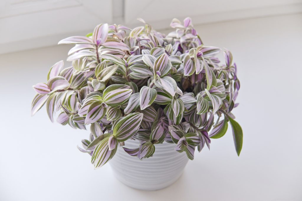 Tradescantia zebrina dans un pot blanc
