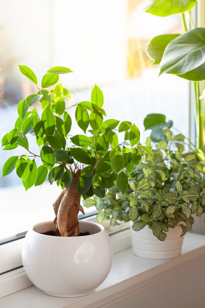 Ficus Ginseng dans un pot blanc rond sur le rebord d'une fenêtre avec un rayon de soleil