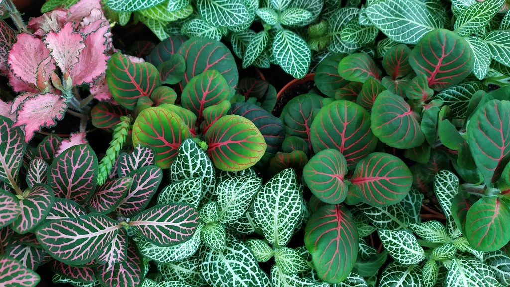 Feuillage de différentes variétés de Fittonia