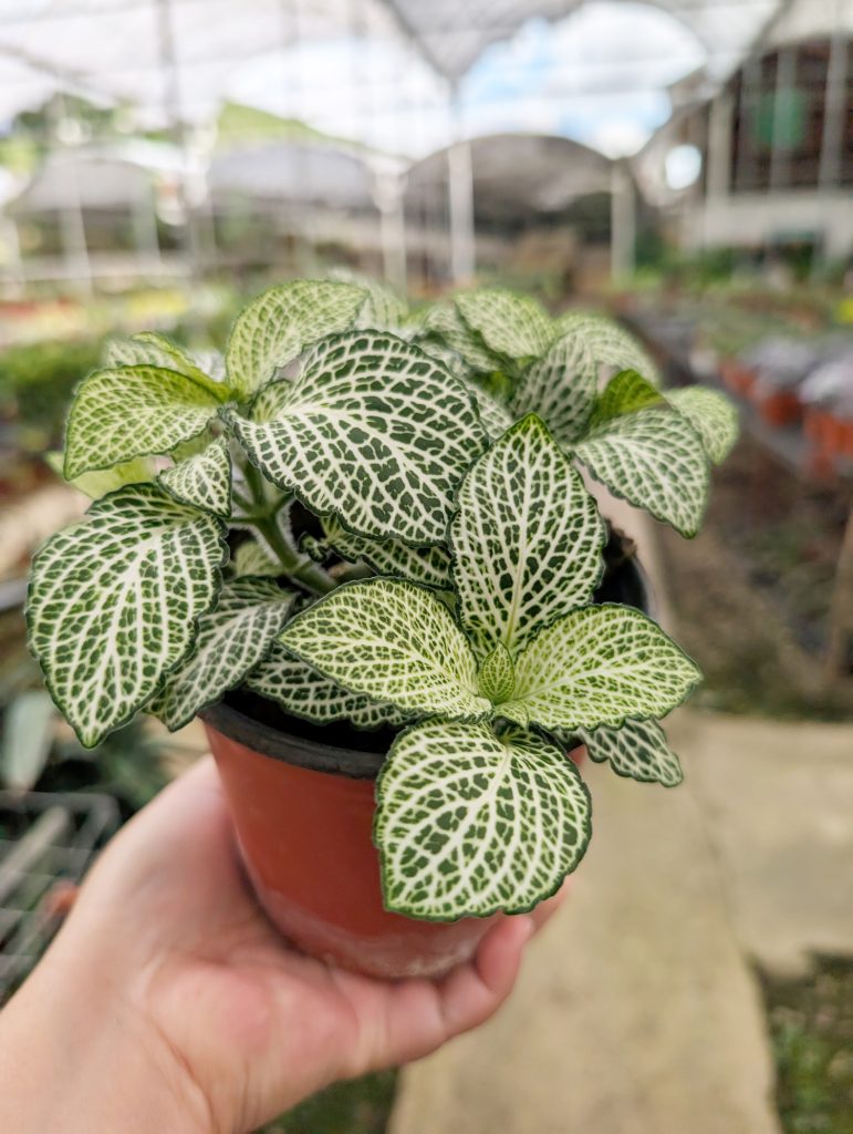 Pot de Fittonia dans une main à l'intérieur d'une jardinerie
