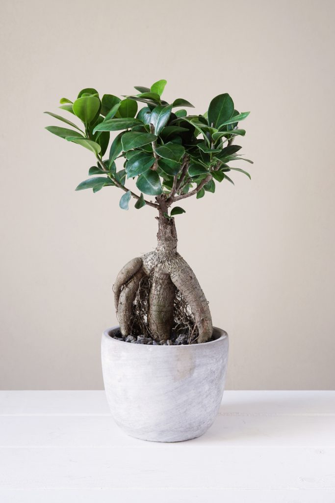 Ficus Ginseng dans un pot blanc
