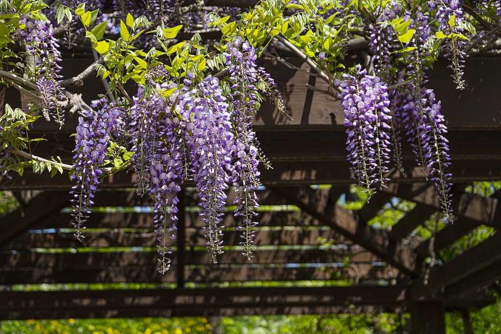 Glycine